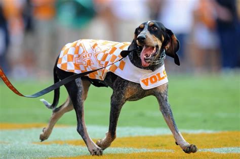Smoky's Tailgate Adventures: Bringing the Fun to Tennessee Fans